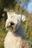 IRISH WHEATEN TERRIER 012